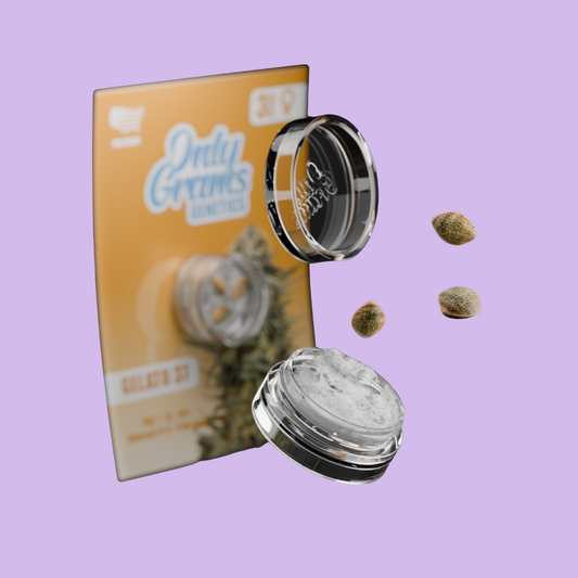 OnlyGrams - Gelato37 - THC Samen - feelsheesh